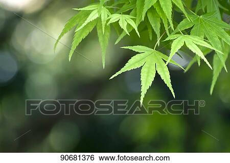 Green foliage View Large Photo Image Stock Photograph - Green foliage. Fotosearch