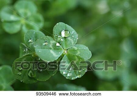 Green foliage View Large Photo Image Stock Photograph - Green foliage. Fotosearch