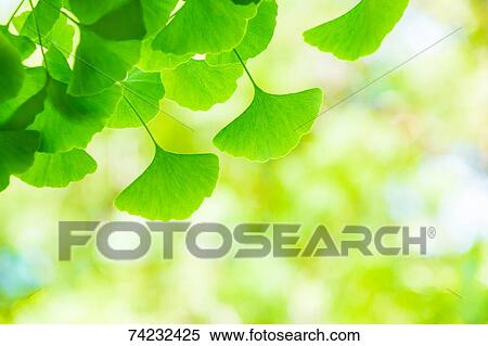 Green foliage View Large Photo Image Stock Photography - Green foliage. Fotosearch