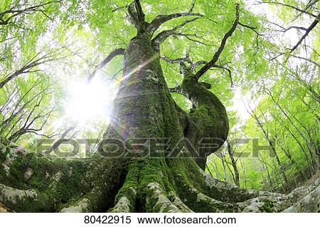 Stock Photography - Green foliage. Fotosearch