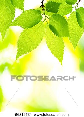 Green leaves View Large Photo Image Stock Image - Green leaves. Fotosearch