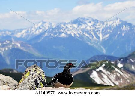 Stock Image - Grouse. Fotosearch