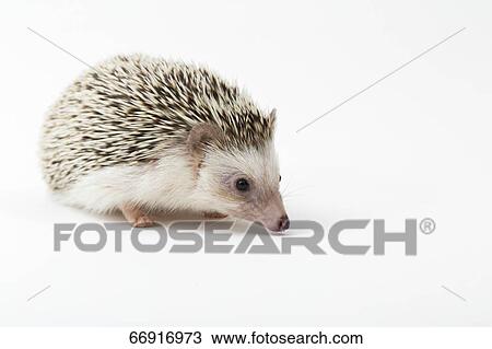 Stock Image - Hedgehog. Fotosearch