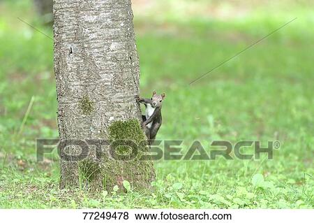 Hokkaido Squirrel View Large Photo Image Stock Photo - Hokkaido Squirrel. Fotosearch