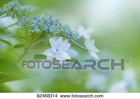 Hydrangea View Large Photo Image Picture - Hydrangea. Fotosearch
