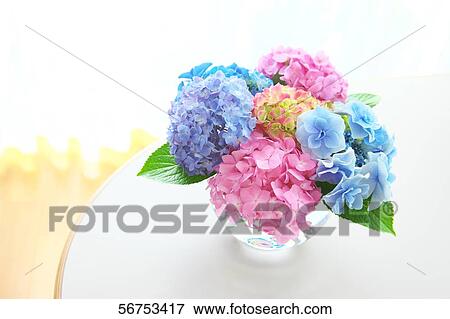 Stock Photo - Hydrangea. Fotosearch