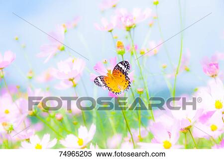 Indian Fritillary View Large Photo Image Stock Photography - Indian Fritillary. Fotosearch
