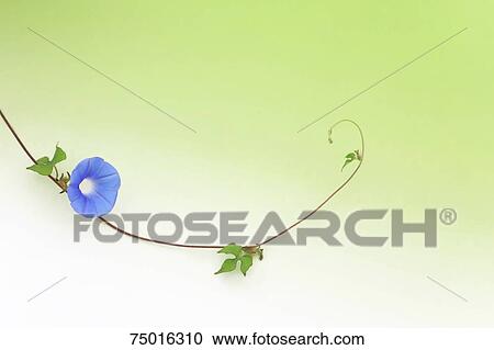 Stock Image - Japanese morning glory. Fotosearch