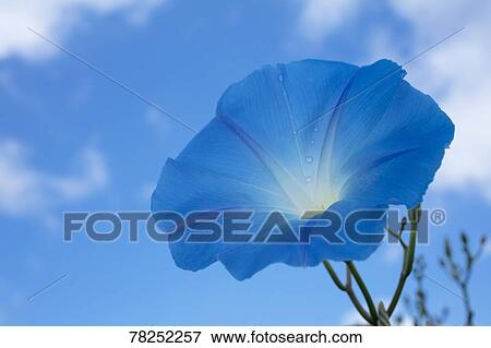 Japanese morning glory View Large Photo Image Stock Photo - Japanese morning glory. Fotosearch