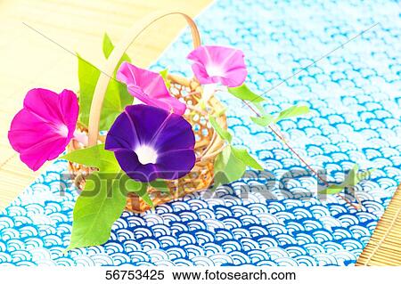 Stock Photography - Japanese morning glory. Fotosearch