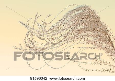 Japanese Pampas Grass View Large Photo Image Stock Image - Japanese Pampas Grass. Fotosearch