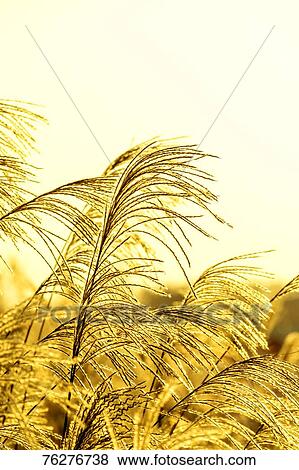 Stock Photo - Japanese silver grass. Fotosearch
