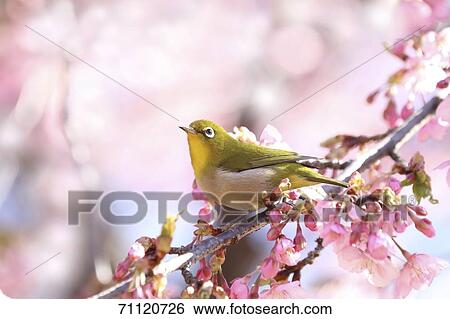 Stock Photograph - Japanese White Eye. Fotosearch