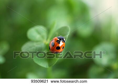 Ladybug on a leaf View Large Photo Image Stock Image - Ladybug on a leaf. Fotosearch