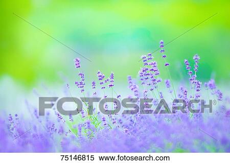 Lavender View Large Photo Image Stock Photography - Lavender. Fotosearch
