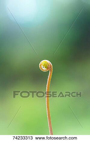 Leaf sprout View Large Photo Image Stock Image - Leaf sprout. Fotosearch