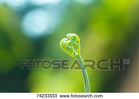Leaf sprout View Large Photo Image Stock Image - Leaf sprout. Fotosearch