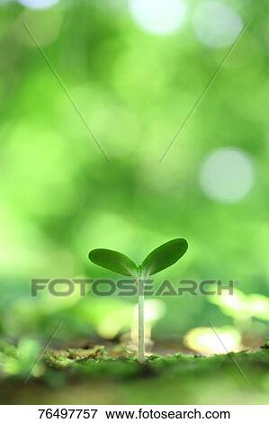 Leaf sprout View Large Photo Image Stock Photo - Leaf sprout. Fotosearch