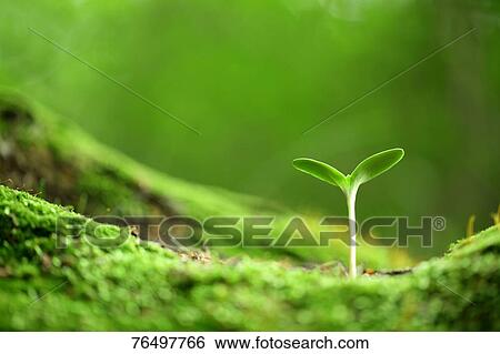 Stock Photograph - Leaf sprout. Fotosearch