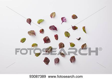 Leaves View Large Photo Image Stock Photo - Leaves. Fotosearch