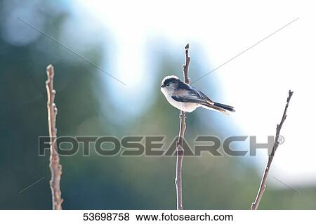 Stock Photo - Long-Tailed Tit. Fotosearch