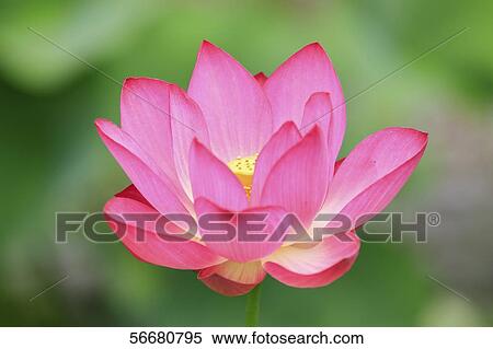 Stock Photography - Lotus flower. Fotosearch