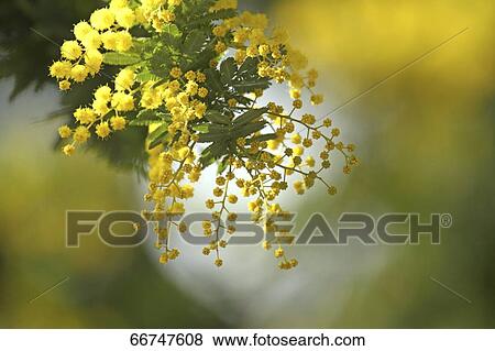Mimosa View Large Photo Image Stock Photo - Mimosa. Fotosearch