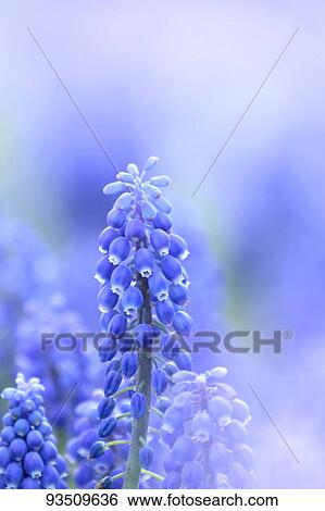 Stock Photograph - Muscari. Fotosearch