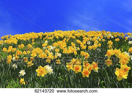 Stock Image - Narcissus field. Fotosearch
