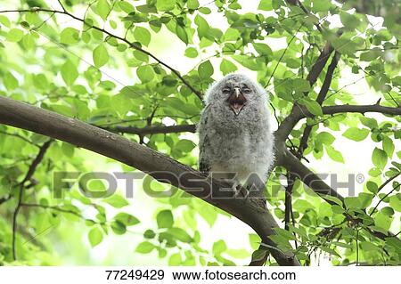 Stock Photo - Owl. Fotosearch