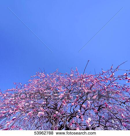 Plum blossoms View Large Photo Image Stock Photo - Plum blossoms. Fotosearch