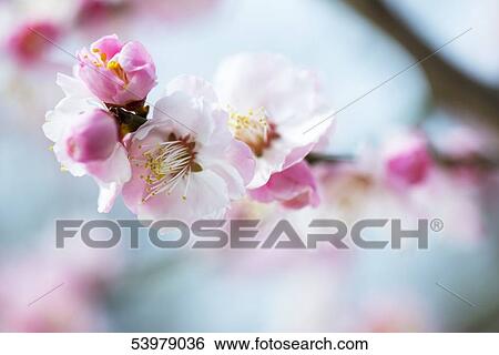 Stock Photograph - Plum blossoms. Fotosearch