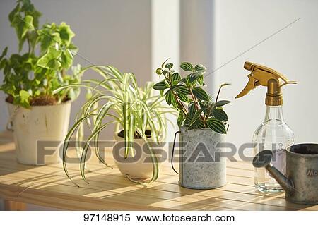 Potted plants View Large Photo Image Stock Photography - Potted plants. Fotosearch