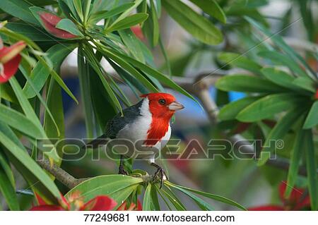 Red-crested cardinal View Large Photo Image Stock Image - Red-crested cardinal. Fotosearch