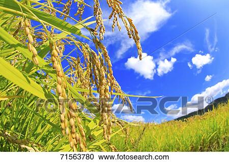 Stock Image - Rice ears. Fotosearch