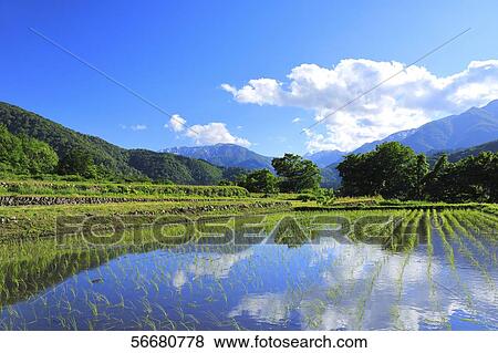 Stock Photo - Rice paddy. Fotosearch