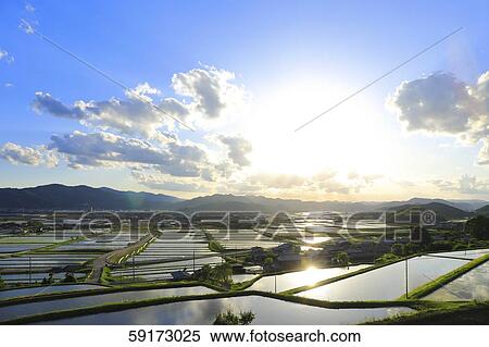 Rice paddy View Large Photo Image Stock Photography - Rice paddy. Fotosearch