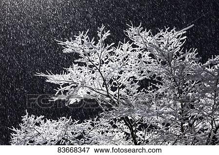 Rimed tree View Large Photo Image Stock Photo - Rimed tree. Fotosearch
