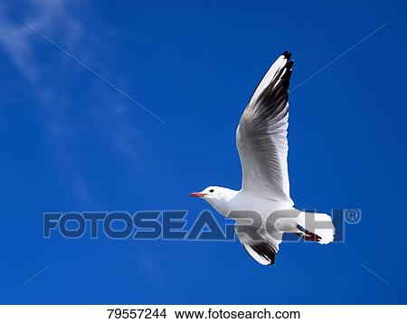 Picture - Seagull. Fotosearch