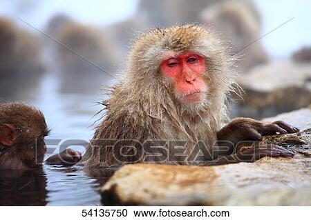 Snow monkey at hot spring View Large Photo Image Stock Image - Snow monkey at hot spring. Fotosearch