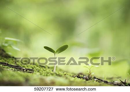 Stock Photo - Sprouting leaf. Fotosearch