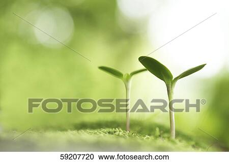 Sprouting leaves View Large Photo Image Stock Image - Sprouting leaves. Fotosearch