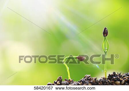 Stock Photo - Sprouting leaves. Fotosearch