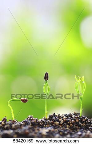 Stock Photo - Sprouting leaves. Fotosearch