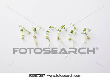 Sprouts View Large Photo Image Stock Photo - Sprouts. Fotosearch