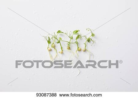 Sprouts View Large Photo Image Stock Photo - Sprouts. Fotosearch