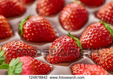 Strawberries on chocolate View Large Photo Image Stock Image - Strawberries on chocolate. Fotosearch