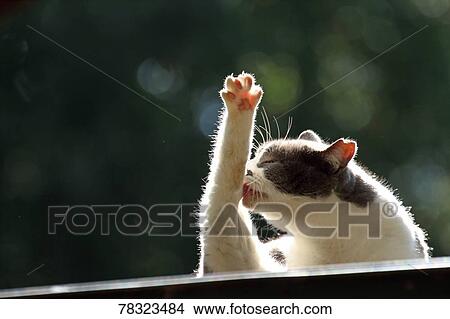 Picture - Stray Cat. Fotosearch