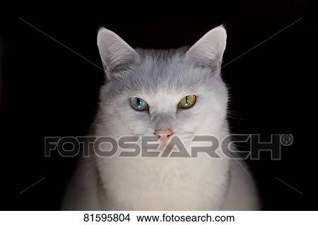 Picture - Stray Cat. Fotosearch