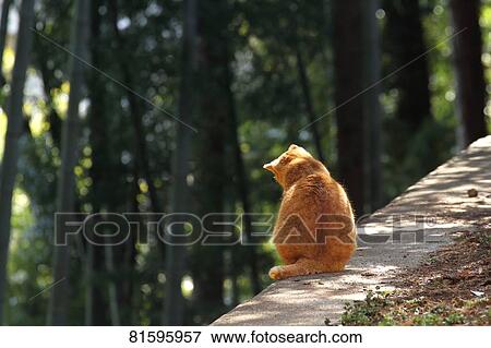 Stray Cat View Large Photo Image Stock Photo - Stray Cat. Fotosearch